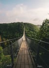 brown wooden bridge over green trees