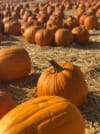 orange pumpkins on a field