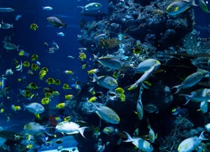 school of fish in water